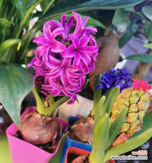 探寻风信子的秘密与魅力 紫色风信子