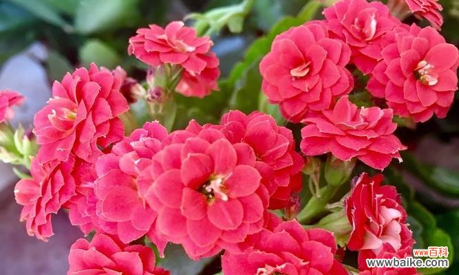 探寻粉色长寿花的秘密 解读粉色长寿花的花语及象征意义