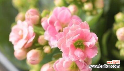 探寻粉色长寿花的秘密 解读粉色长寿花的花语及象征意义