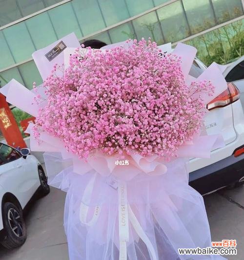 花开如梦 粉色满天星花语