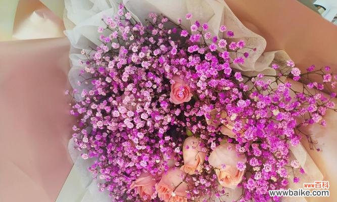 花开如梦 粉色满天星花语