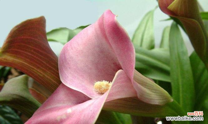 揭示粉色马蹄莲花的美丽和寓意 粉色马蹄莲花的意义与象征