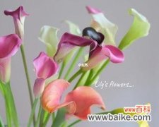 揭示粉色马蹄莲花的美丽和寓意 粉色马蹄莲花的意义与象征