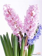 探究粉色风信子所代表的花语及其传达情感的魅力 粉色风信子花语的意义及传递情感之美