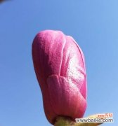 揭示粉色玉兰花花语的含义与传统文化背景 粉色玉兰花花语与传说