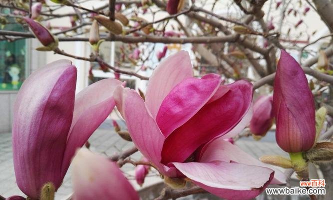 揭示粉色玉兰花花语的含义与传统文化背景 粉色玉兰花花语与传说