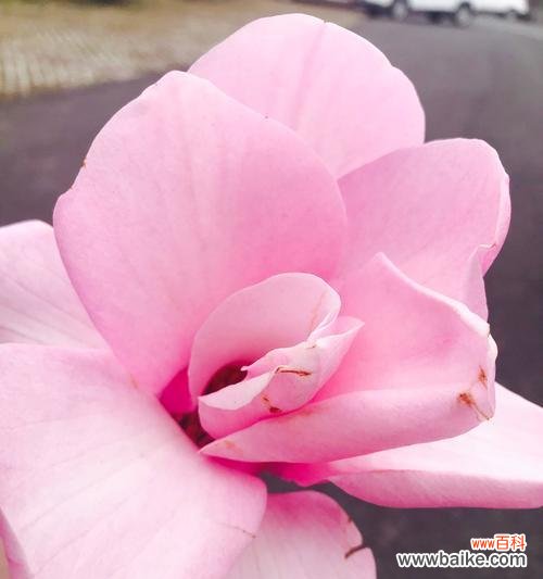 揭示粉色玉兰花花语的含义与传统文化背景 粉色玉兰花花语与传说