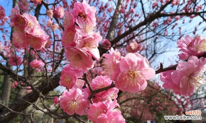唤醒内心深处的温柔力量 粉色梅花