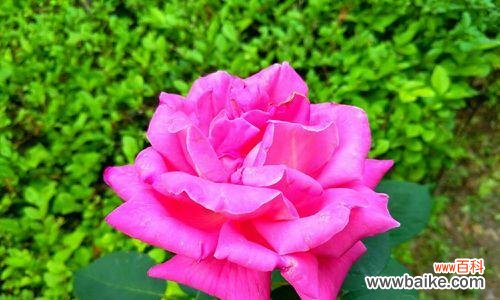 传递着浓浓的爱意 粉色月季花的花语——爱的甜蜜和纯真