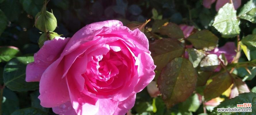 传递着浓浓的爱意 粉色月季花的花语——爱的甜蜜和纯真