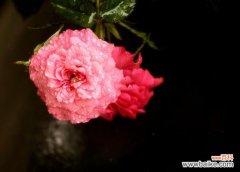 传递着浓浓的爱意 粉色月季花的花语——爱的甜蜜和纯真