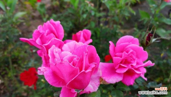 探寻粉色月季花的花语 粉色月季花花语-爱的温柔诠释