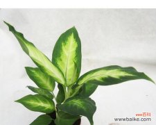 粉黛万年青的花语和美丽故事 绽放粉黛万年青，花开花落情未央