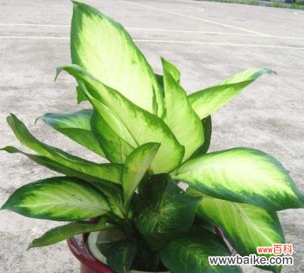 粉黛万年青的花语和美丽故事 绽放粉黛万年青，花开花落情未央