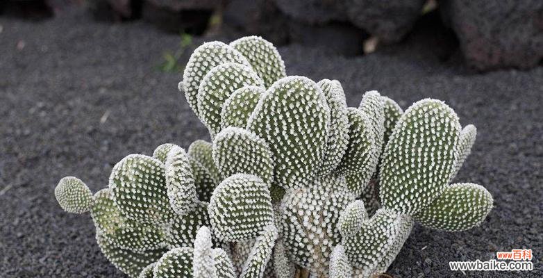 解读仙人球的神秘寓意与象征意义 探秘仙人球花语