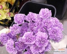 从红、粉、白、紫四色谈康乃馨花语 康乃馨不同颜色的含义