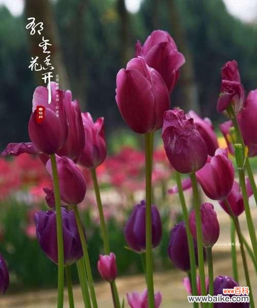 探寻紫色郁金香花语的内涵和象征意义 紫色郁金香的花语