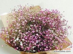 探寻满天星花的传统文化内涵 满天星花的寓意与象征意义