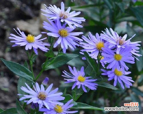 揭秘紫菀的8大花语 紫菀花语的含义