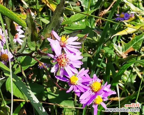 揭秘紫菀的8大花语 紫菀花语的含义