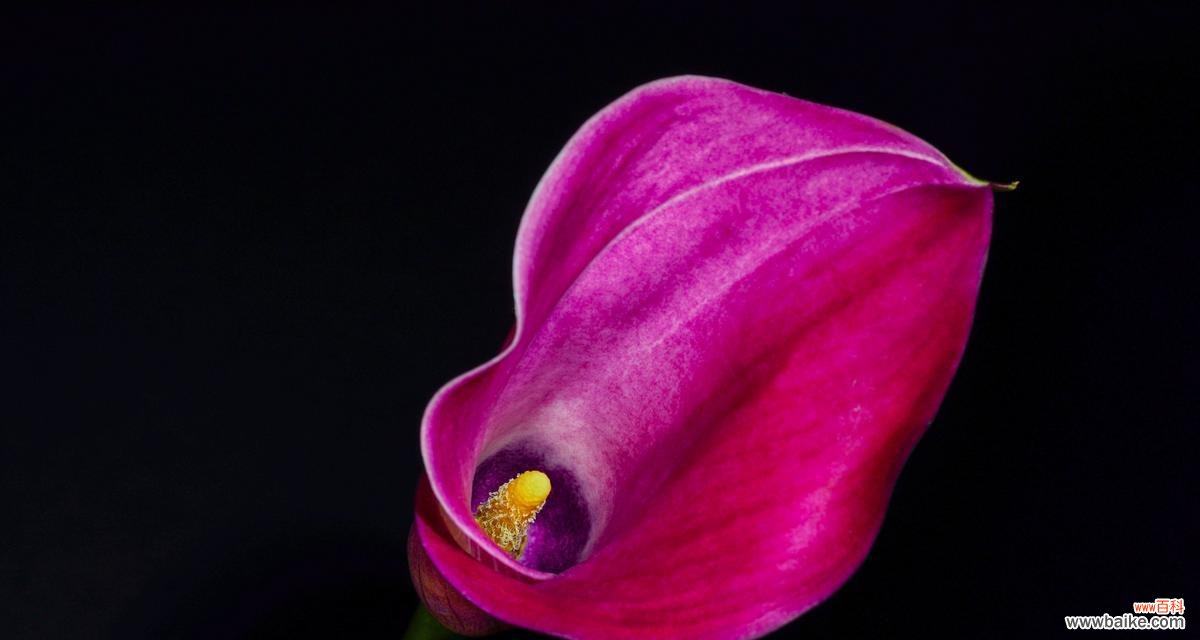 揭秘马蹄莲花语中的深刻内涵 马蹄莲花语