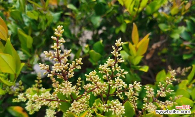探秘女贞花的吉祥寓意与文化背景 女贞花花语
