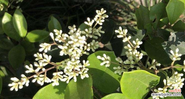 探秘女贞花的吉祥寓意与文化背景 女贞花花语