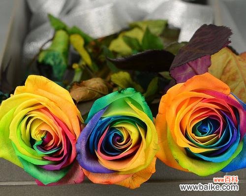 解析三朵玫瑰的心语，品读玫瑰的美丽 探究三朵玫瑰花语的含义