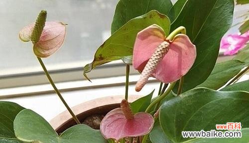 从神话传说到文化符号,探寻粉掌的内涵 揭秘粉掌的代表意义