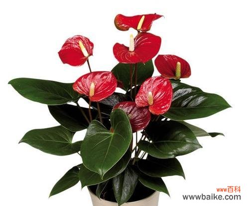 从神话传说到文化符号,探寻粉掌的内涵 揭秘粉掌的代表意义