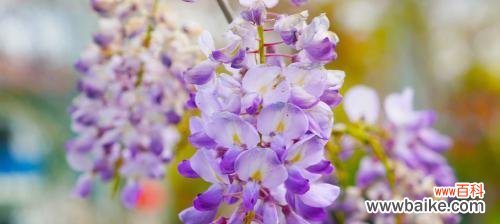 解读紫藤花的美丽与含义 紫藤花花语