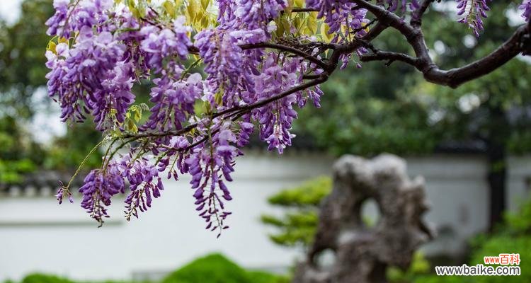 解读紫藤花的美丽与含义 紫藤花花语