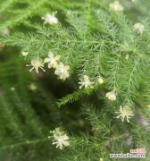 寓意深远的文竹，象征永恒的生命力与美好 文竹花语