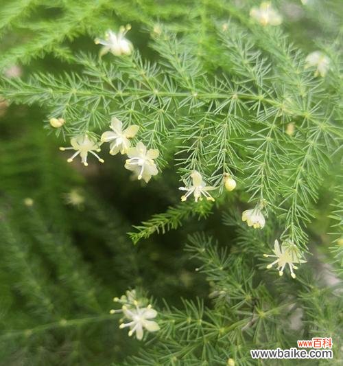 寓意深远的文竹,象征永恒的生命力与美好 文竹花语