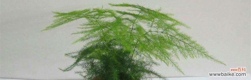 寓意深远的文竹,象征永恒的生命力与美好 文竹花语