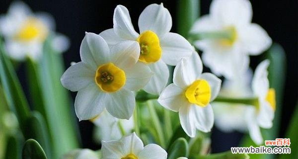 探寻水仙花背后的深意 水仙花的花语与寓意