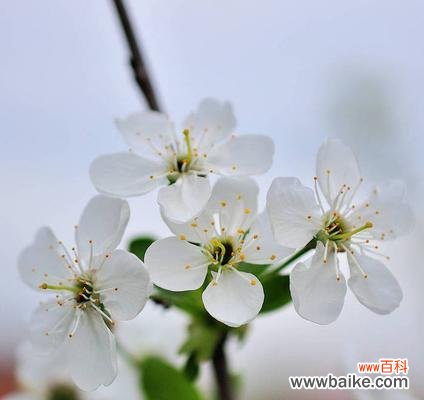 绽放的温柔 樱桃花之美——花开如梦