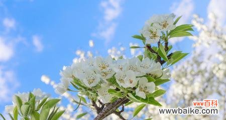 绽放的温柔 樱桃花之美——花开如梦