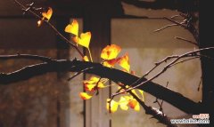 探究银杏叶子在文化中的象征与作用 银杏叶子的花语与意义