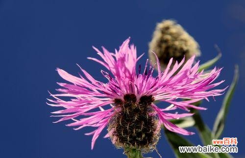 深入探索花朵与狼字的奇妙联系 狼与花的交织