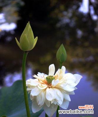荷花的美丽谜语 荷花的花语