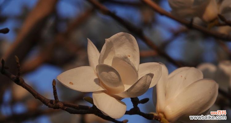 以玉兰花语感恩 感恩之花-玉兰花