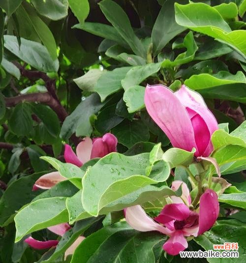 以玉兰花语感恩 感恩之花-玉兰花