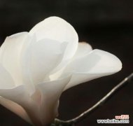 探索不同玉兰花的花语及其意义 玉兰花的种类与花语