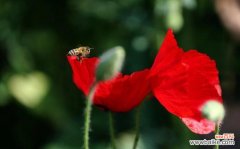 探索虞美人花的秘密与象征 虞美人花语与其深刻含义