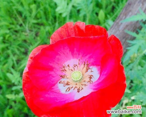 探索虞美人花的秘密与象征 虞美人花语与其深刻含义