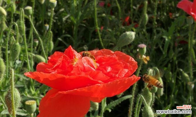 探索虞美人花的秘密与象征 虞美人花语与其深刻含义