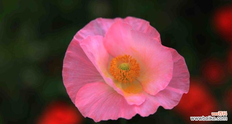 探索虞美人花的花语及其象征意义 虞美人花语之美丽与诱惑