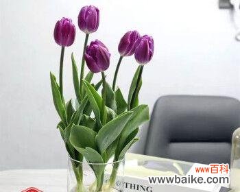 郁金香小黑人 探秘郁金香小黑人的花语