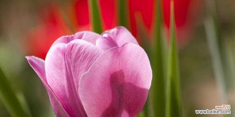 郁金香小黑人 探秘郁金香小黑人的花语